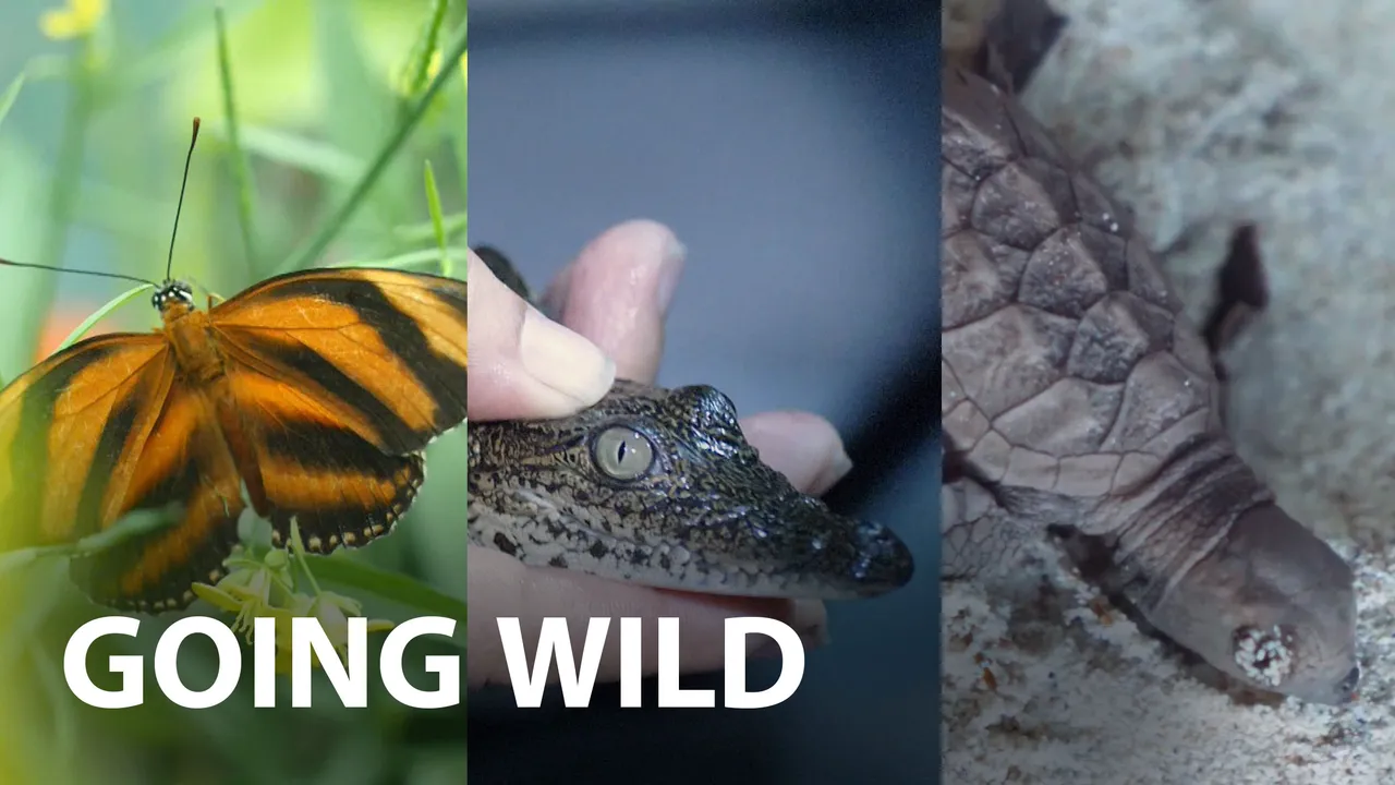 Going Wild