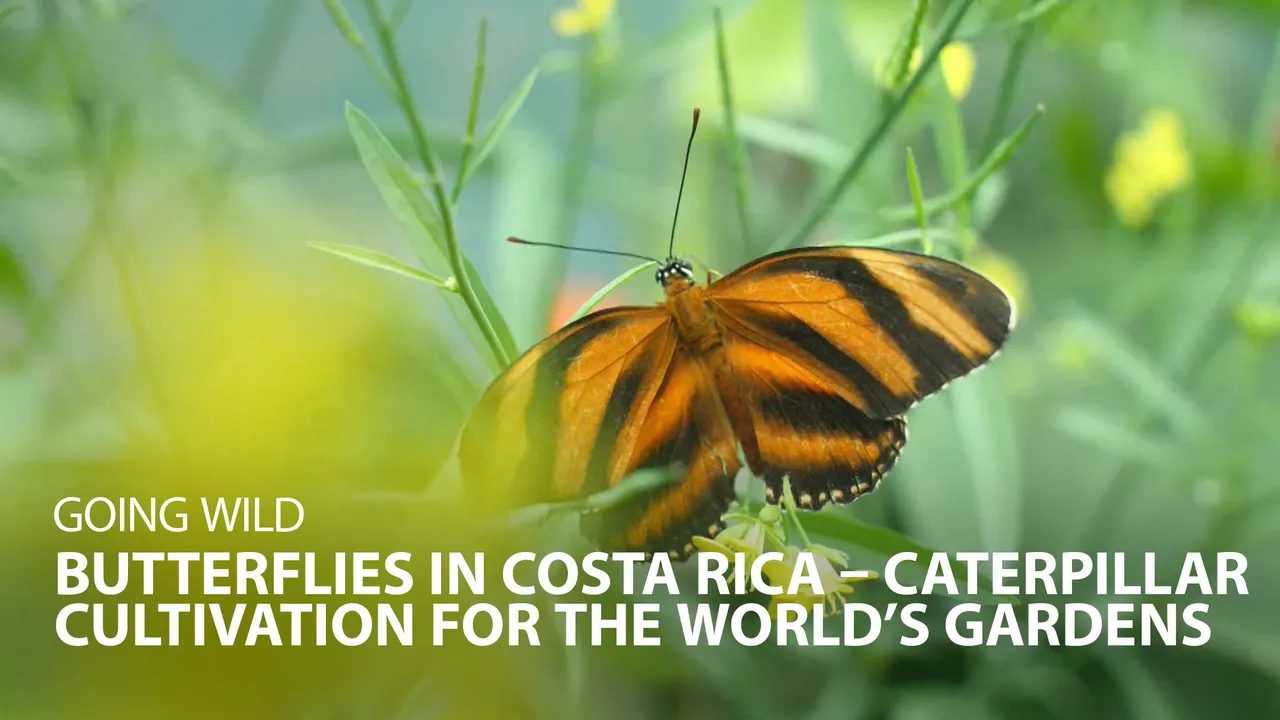 Going Wild: Butterflies in Costa Rica – Caterpillar Cultivation for the World’s Gardens