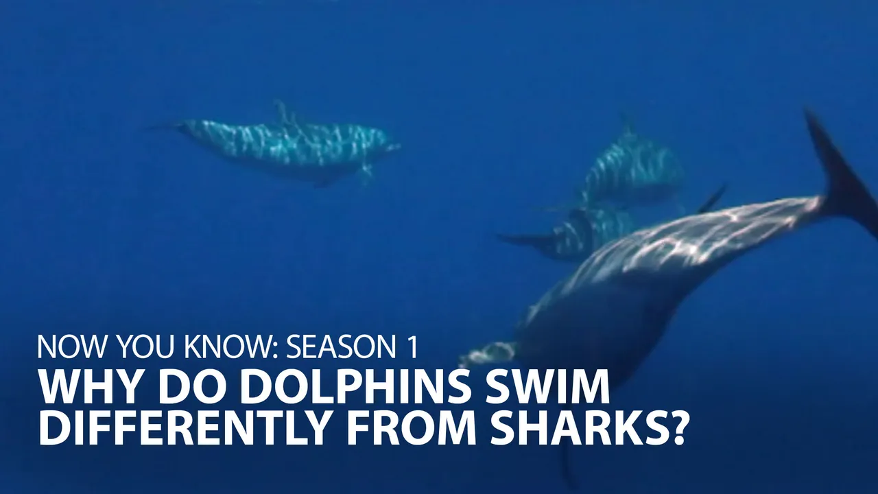 Now You Know: Why do dolphins swim differently from sharks?
