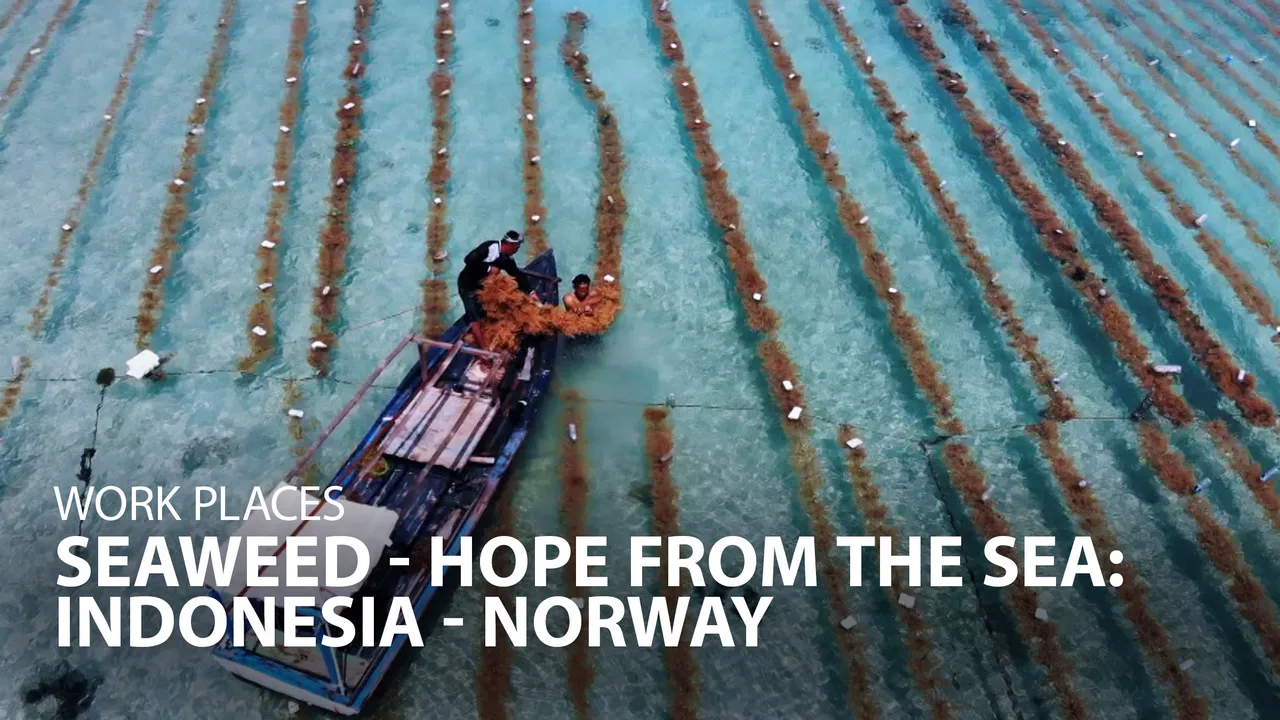 Work Places: Seaweed - Hope From the Sea (2020)