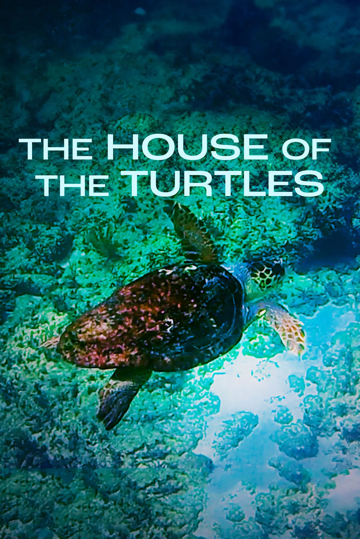 Documentary backdrop image for The House of the Turtle (2022)