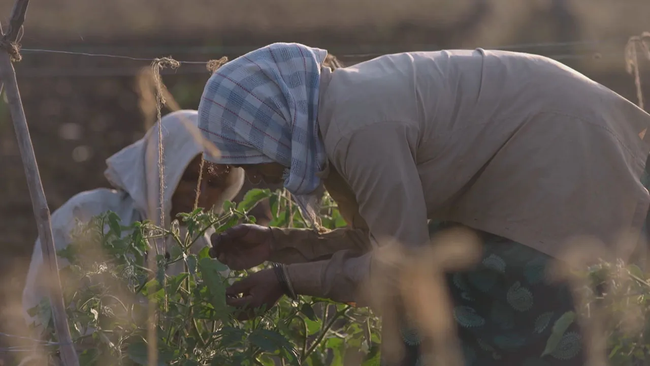 Seeds Of Profit (2019)