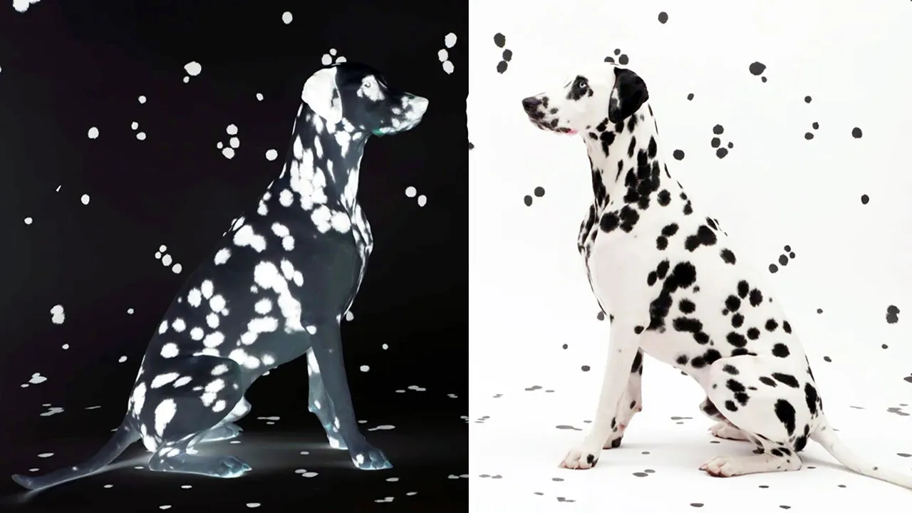 Of Cats, Dogs and Art (2021)