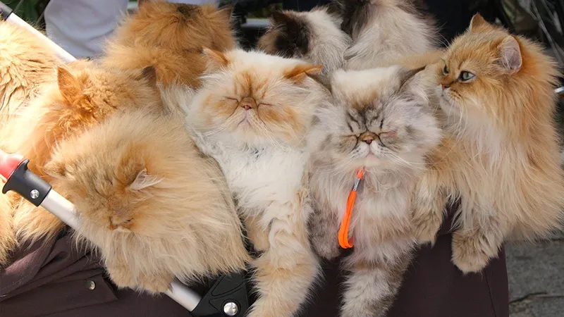 Cat Nation