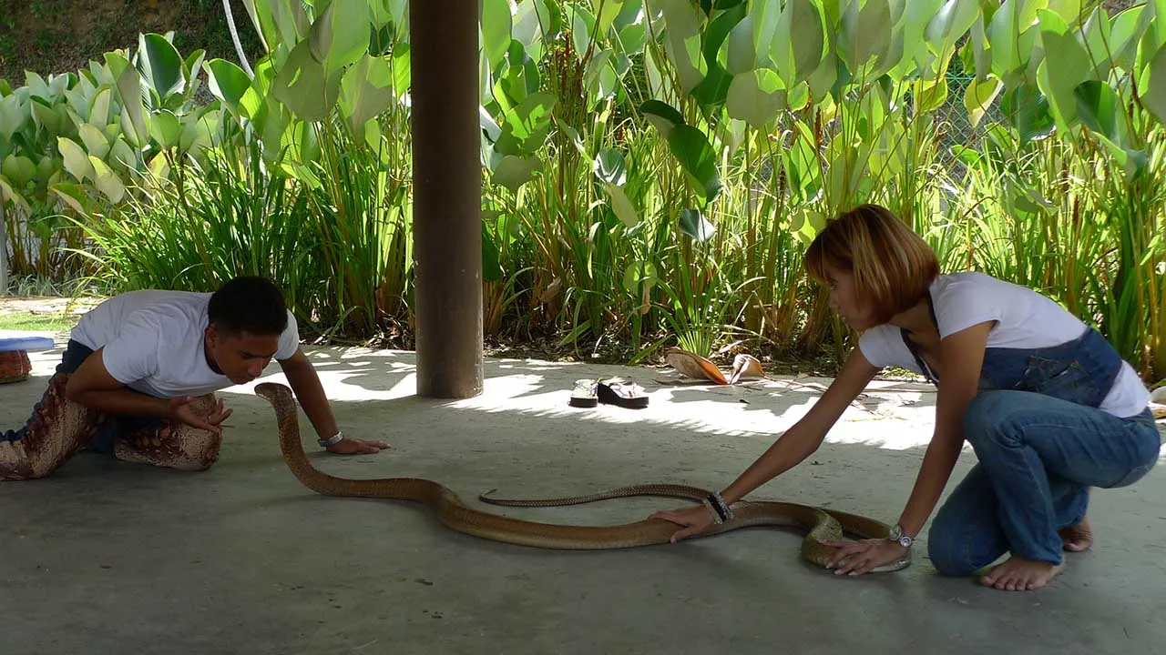 Asia's Deadliest Snakes (2010)