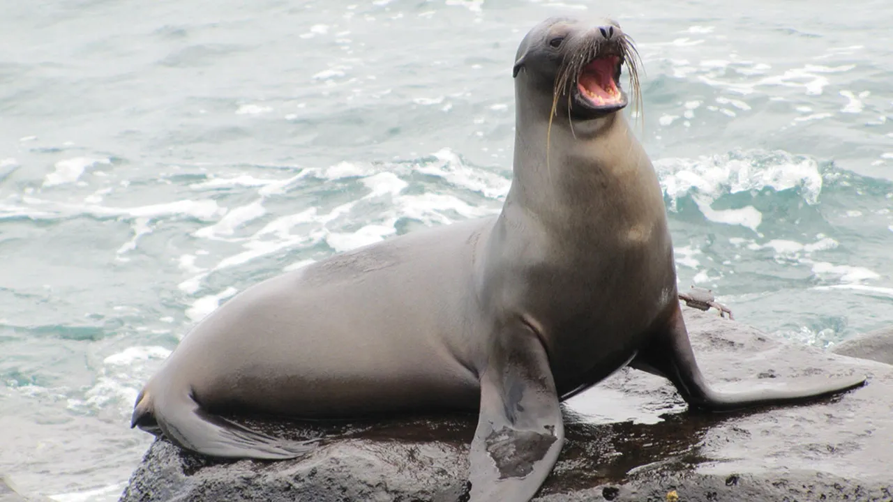 Galapagos and Africa: Nature Is Here (2023)