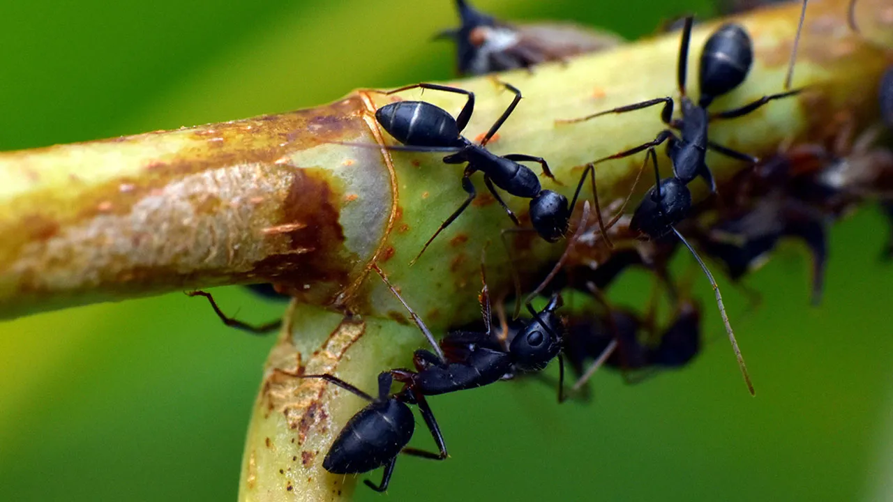 The Din of Ants (2020)
