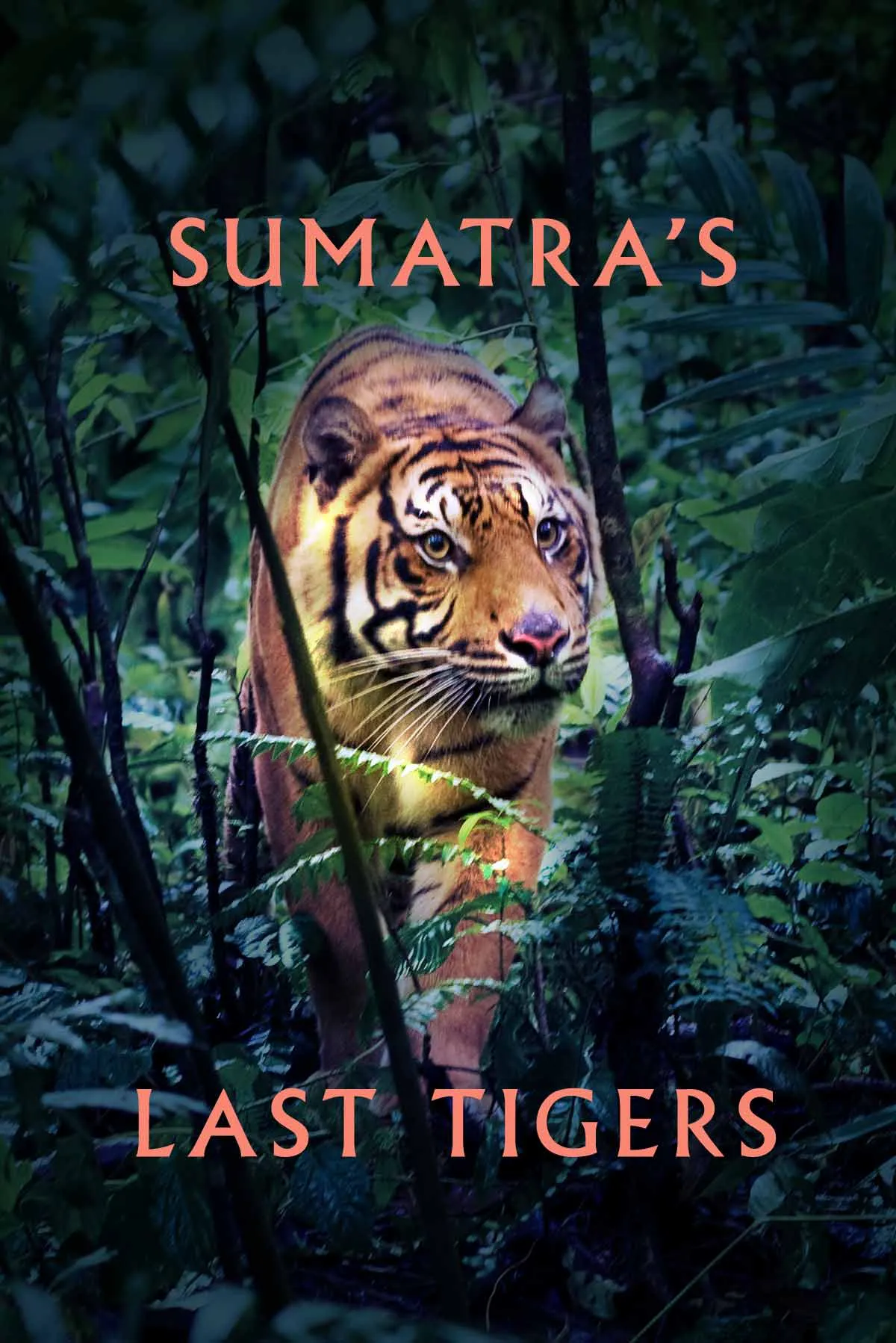 Documentary backdrop image for Sumatras Last Tigers (2010)
