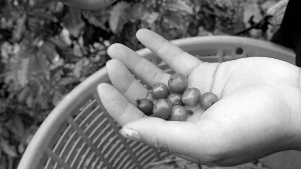 Going Green: Costa Rica How Coffee is Helping the Climate (2019)