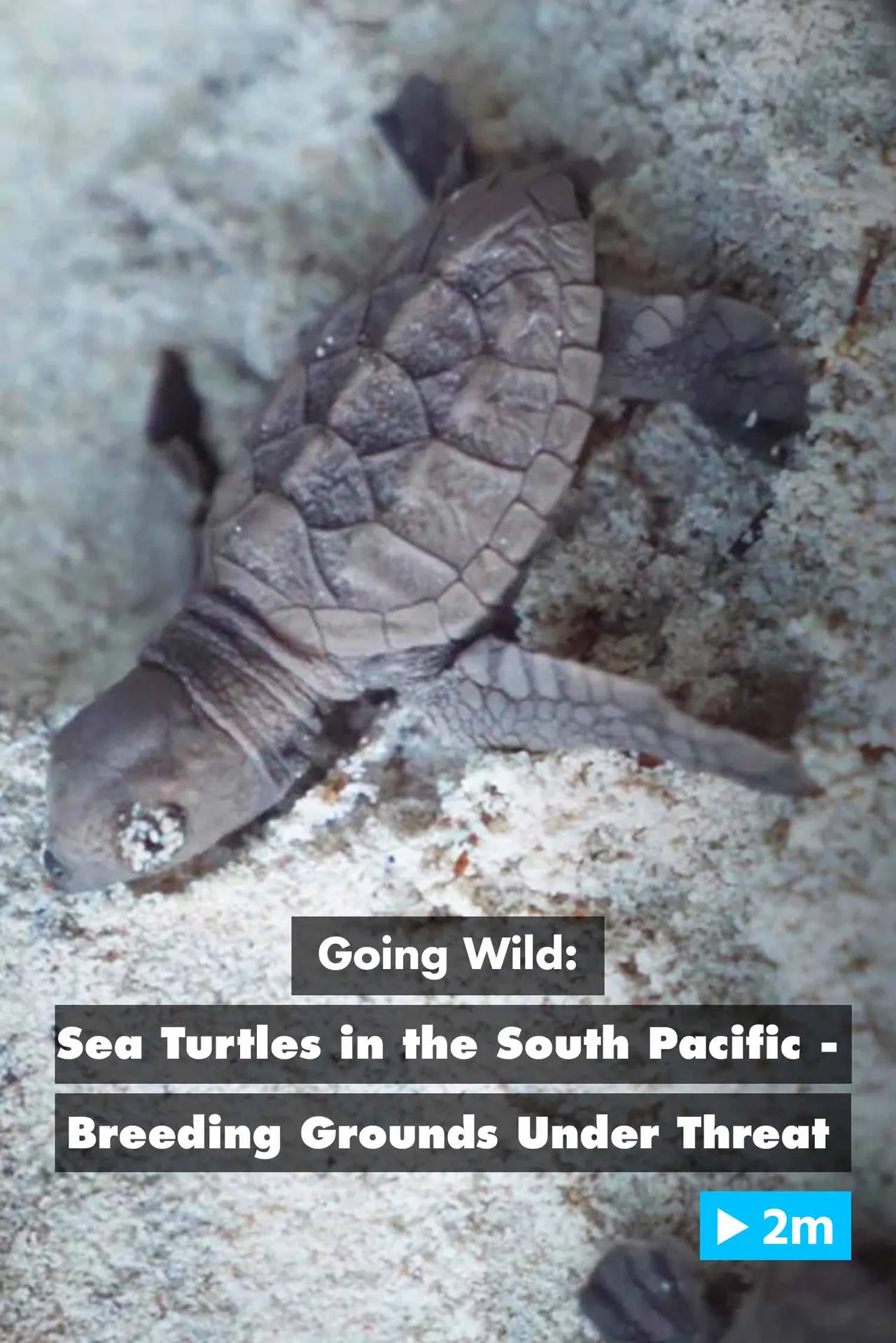 Documentary backdrop image for Going Wild: Sea Turtles in the South Pacific – Breeding Grounds Under Threat (2018)
