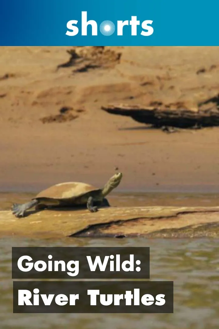 Documentary backdrop image for Going Wild: Peru River Turtles (2019)