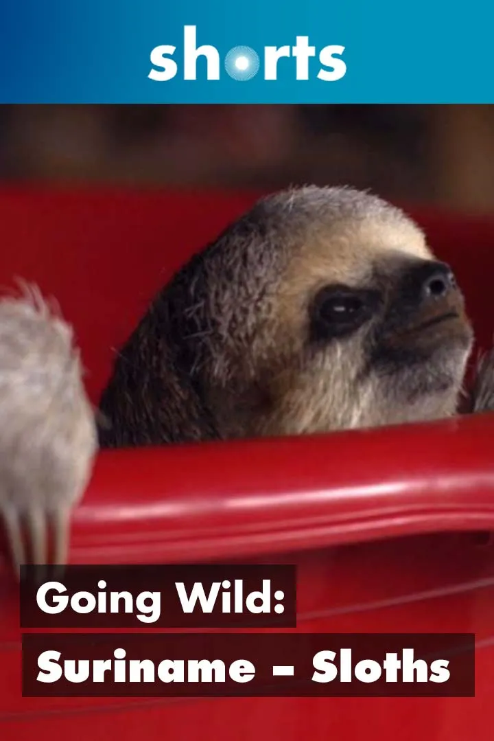 Documentary backdrop image for Going Wild: Suriname Sloths (2019)