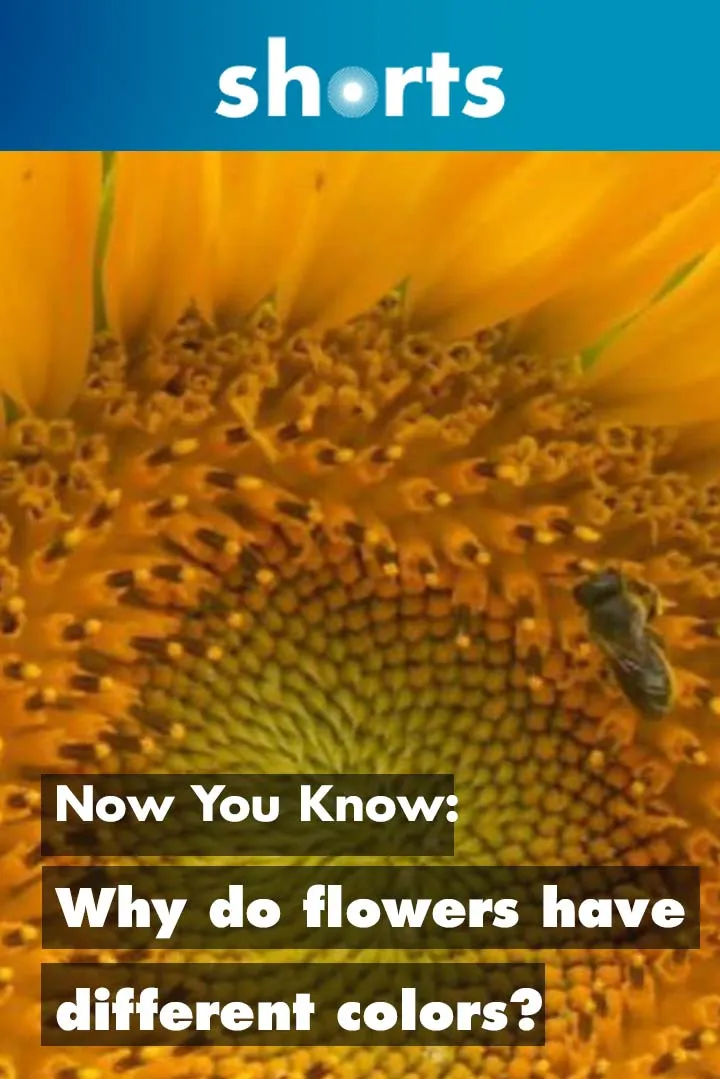 Film backdrop image for Now You Know: Why Do Flowers Have Different Colours? (2018)