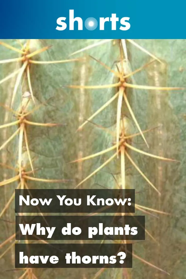 Film backdrop image for Now You Know: Why Do Plants Have Thorns? (2018)