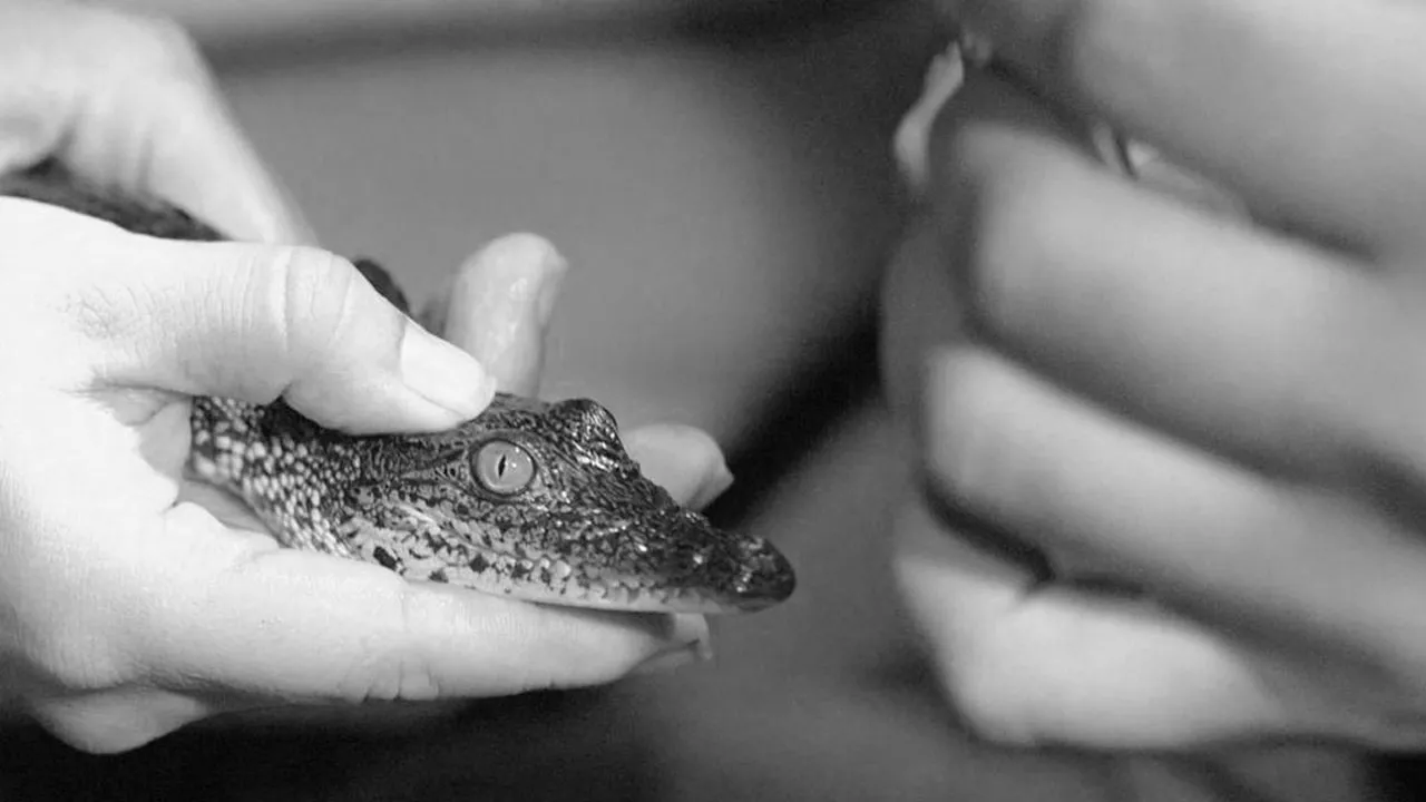Going Wild: Crocodiles in Belize – Reptiles in Peril (2018)
