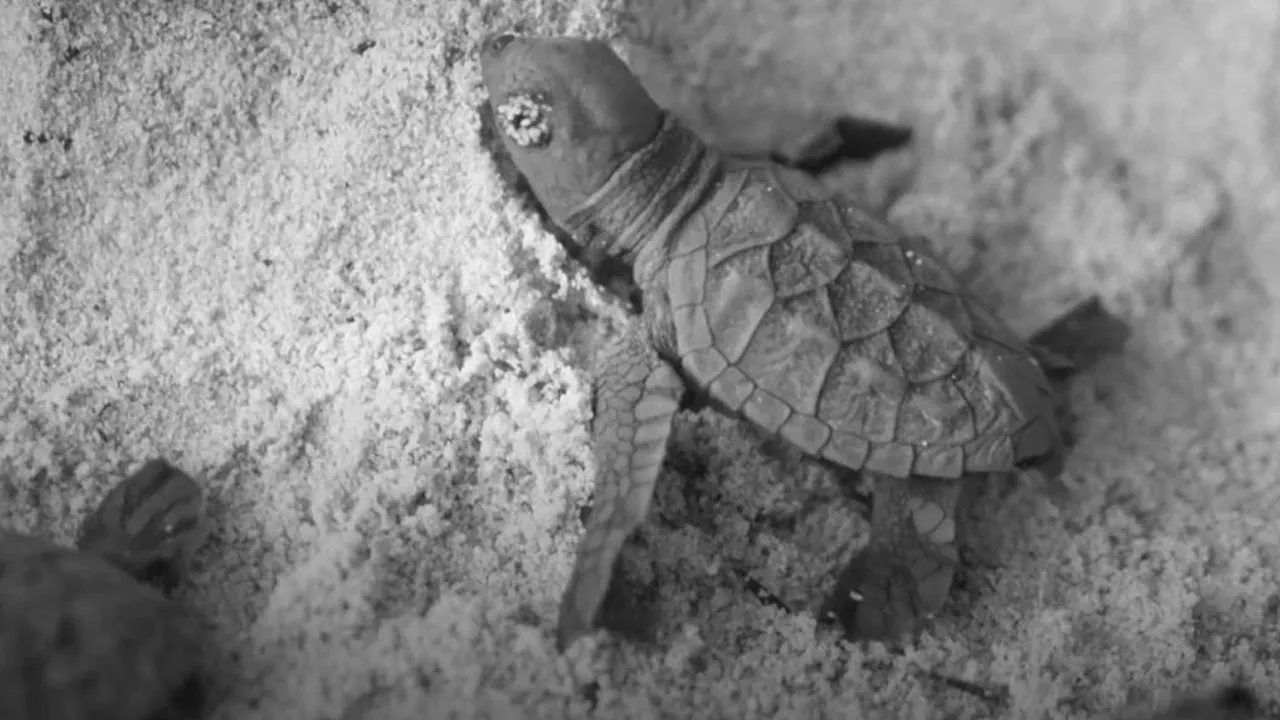 Going Wild: Sea Turtles in the South Pacific – Breeding Grounds Under Threat (2018)