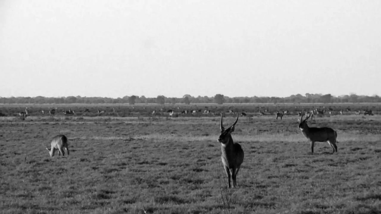 Going Wild: Mozambique Ark (2019)