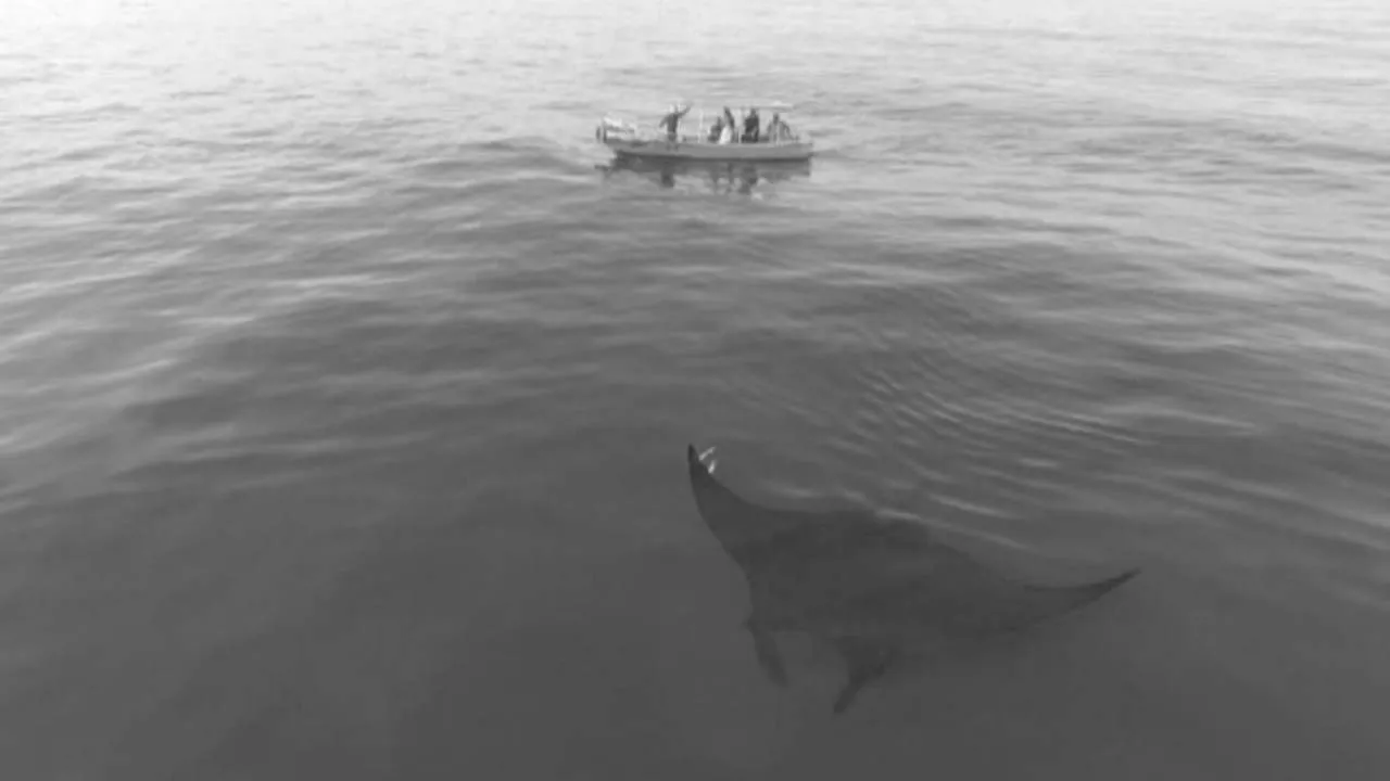 Going Wild: Peru Manta rays (2019)