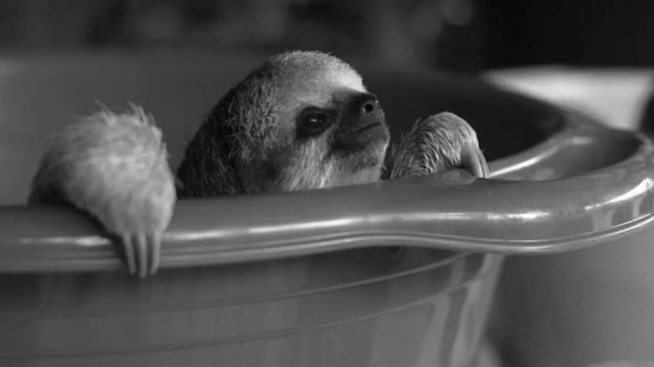 Going Wild: Suriname Sloths (2019)