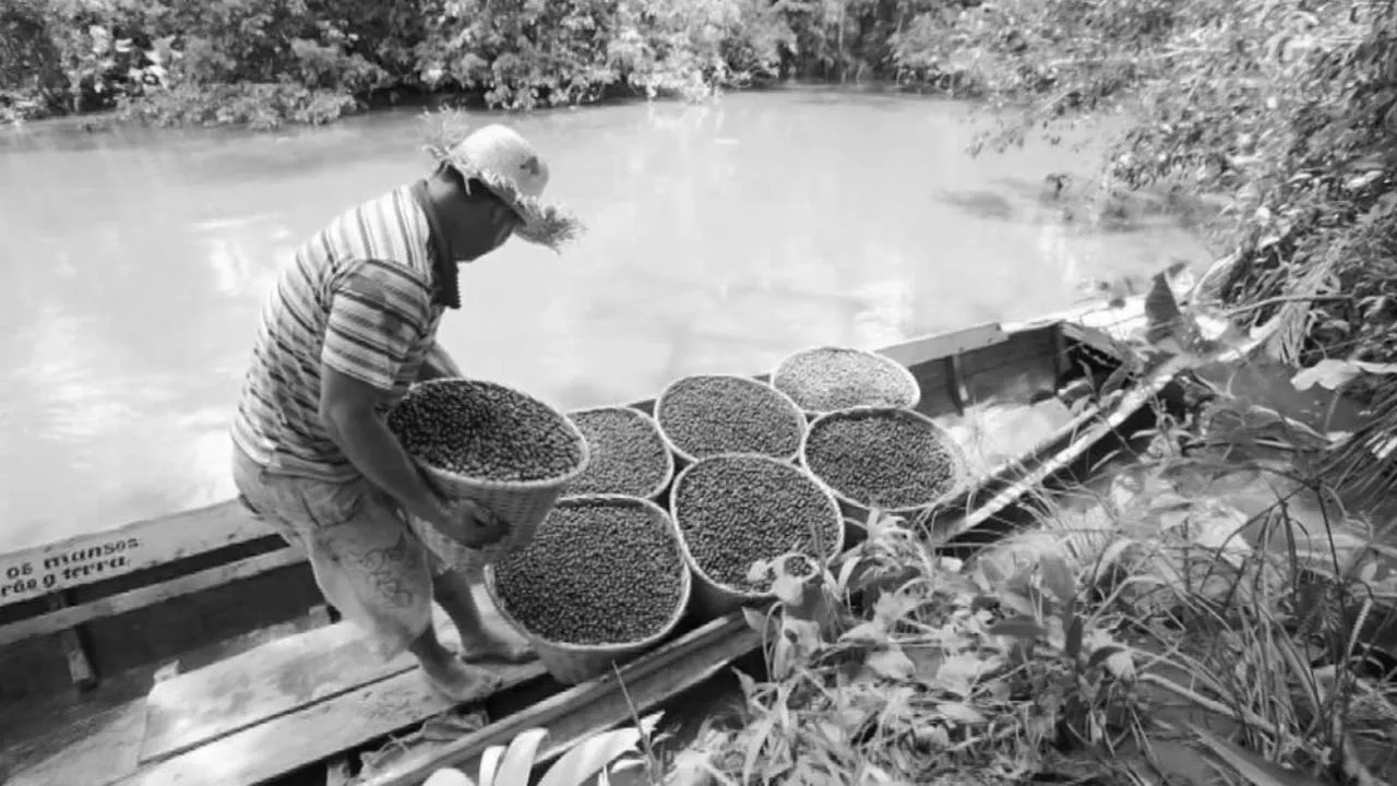 Going Green: Brazil's Super Berry (2019)