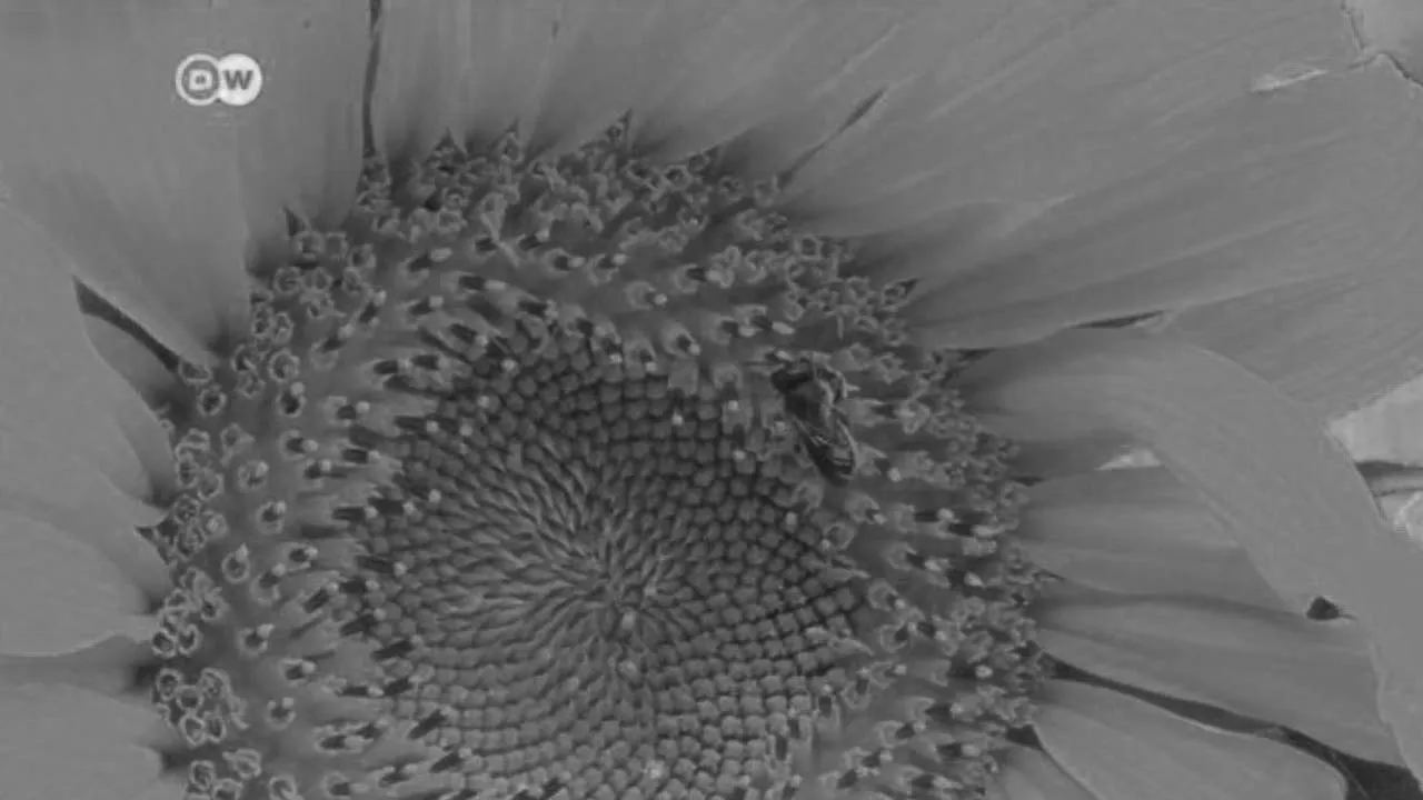 Now You Know: Why Do Flowers Have Different Colours? (2018)