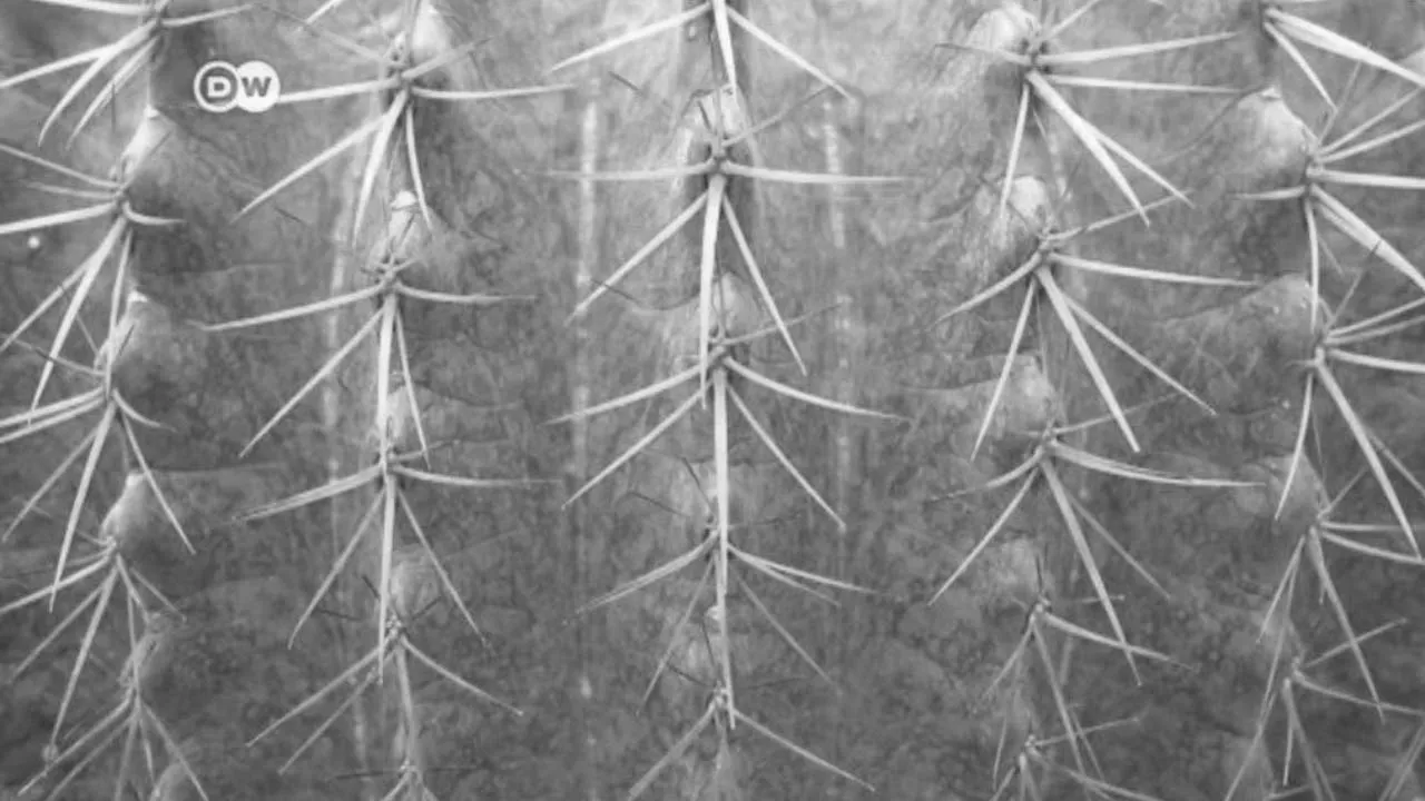 Now You Know: Why Do Plants Have Thorns? (2018)