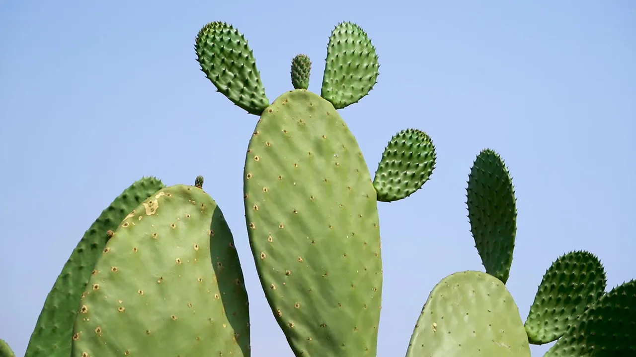 Cactus Power (2023)
