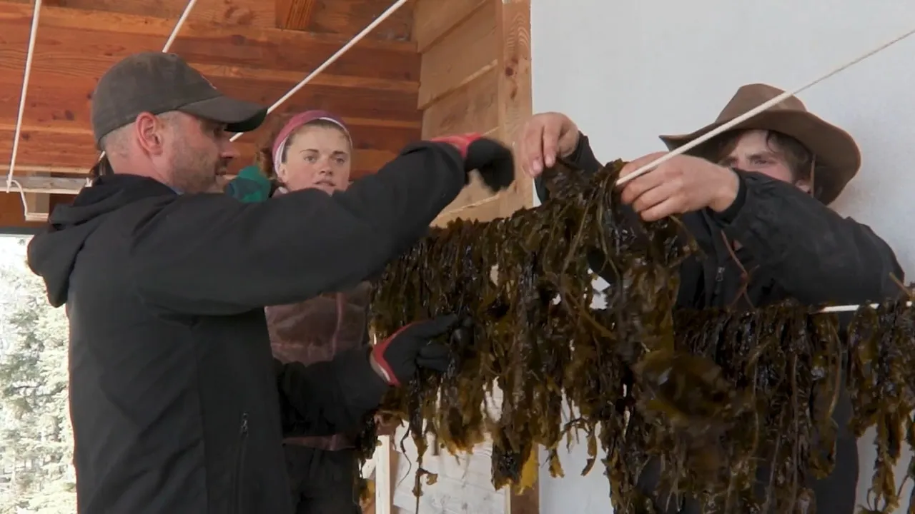 Seaweed Community (2024)