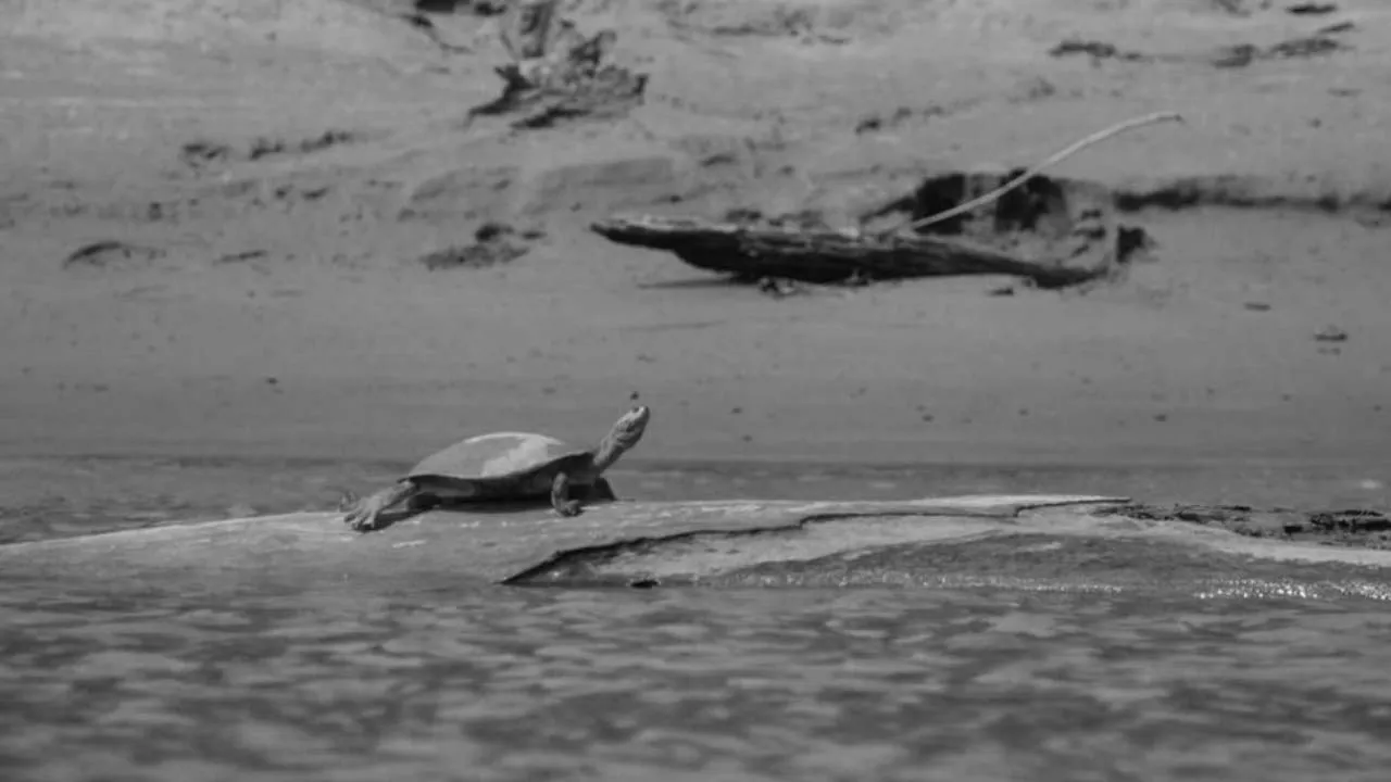 Going Wild: Peru River Turtles