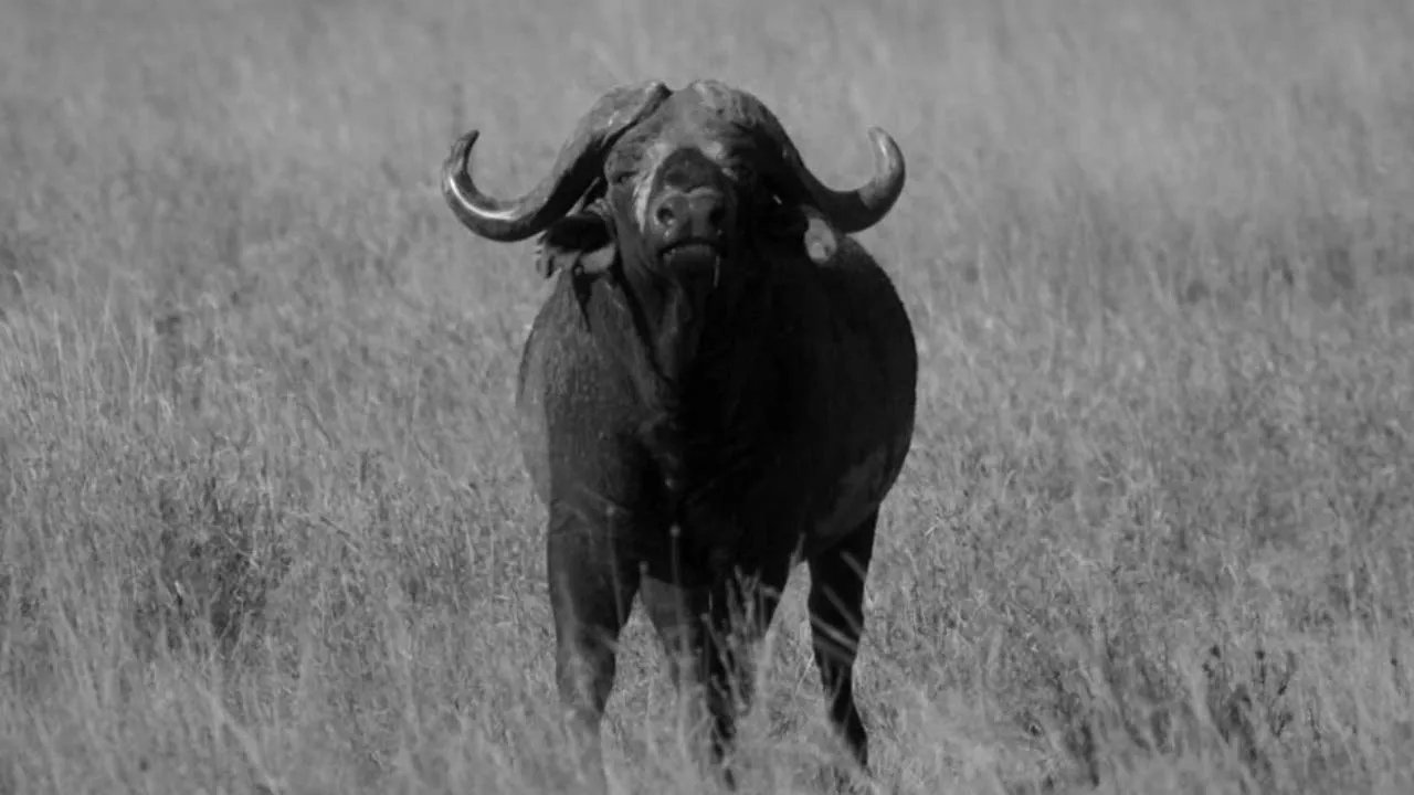 Going Wild: Tanzania Serengeti National Park