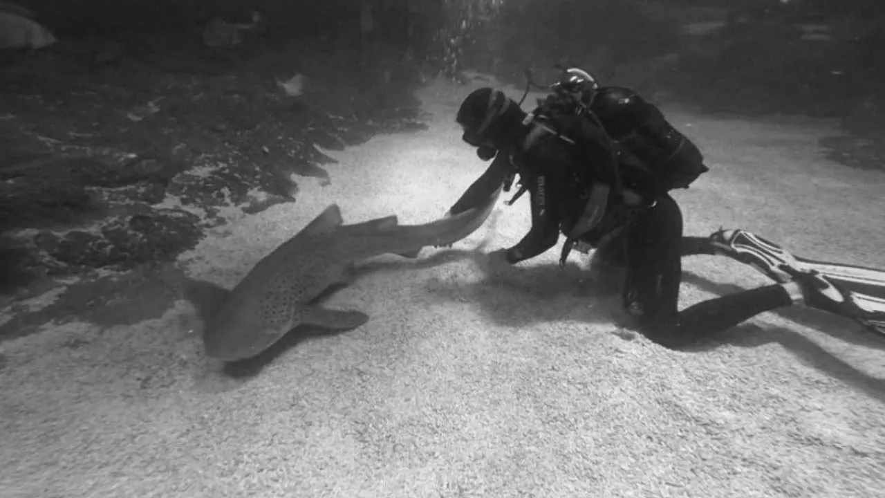 Going Wild: Bosnia and Hercegovina Sharks