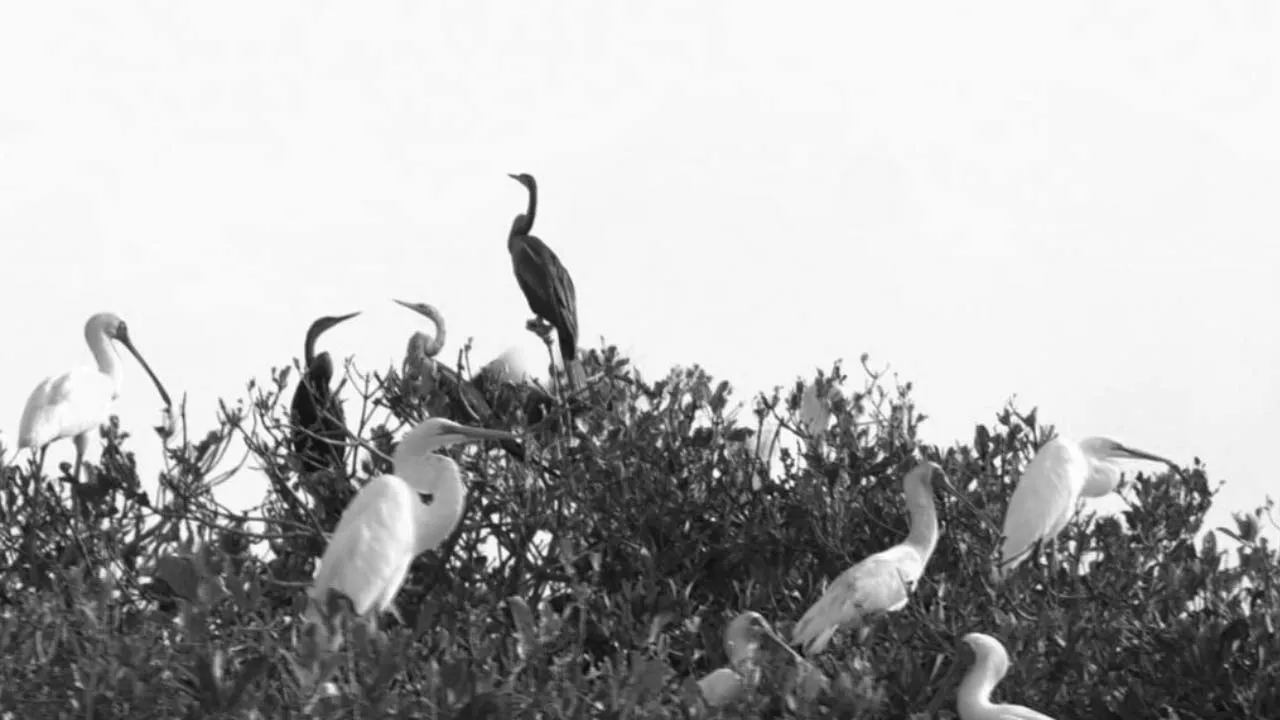 Going Wild: Mauretania Diawling National Park
