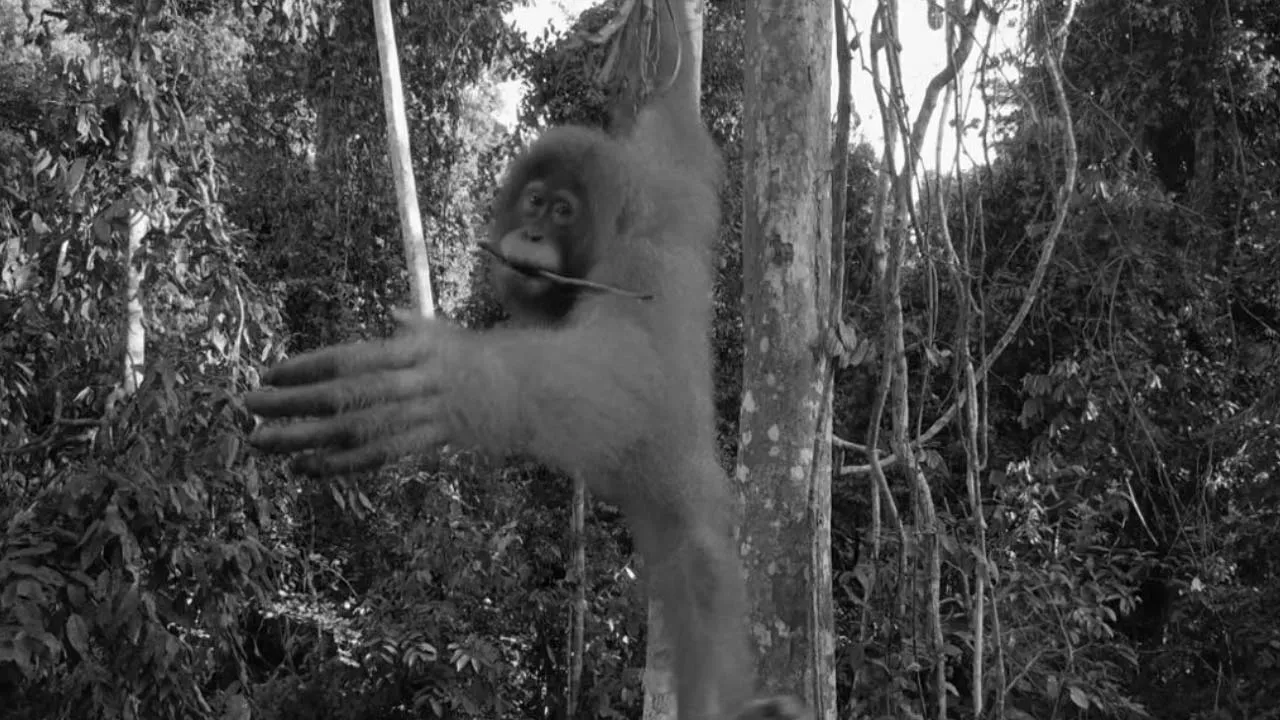 Going Wild: Indonesia Orang Utan