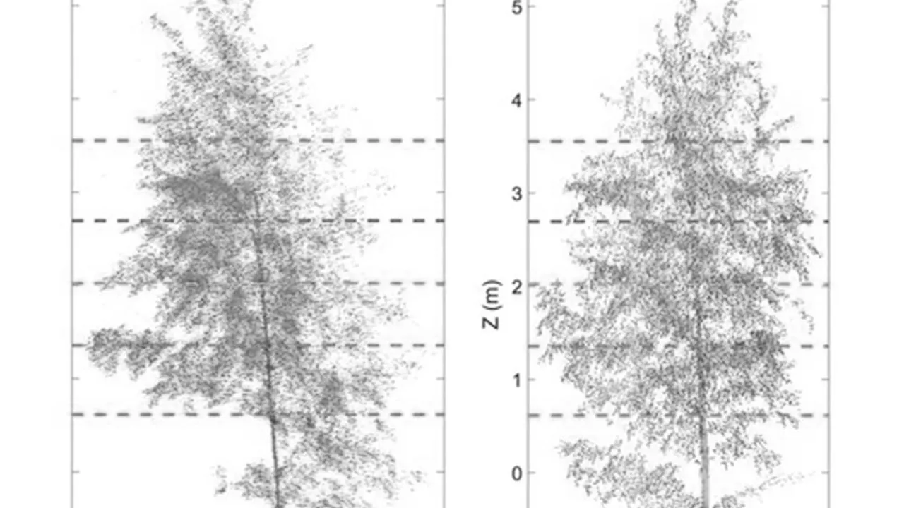Film backdrop image for Now You Know: Do Trees Sleep? (2019)