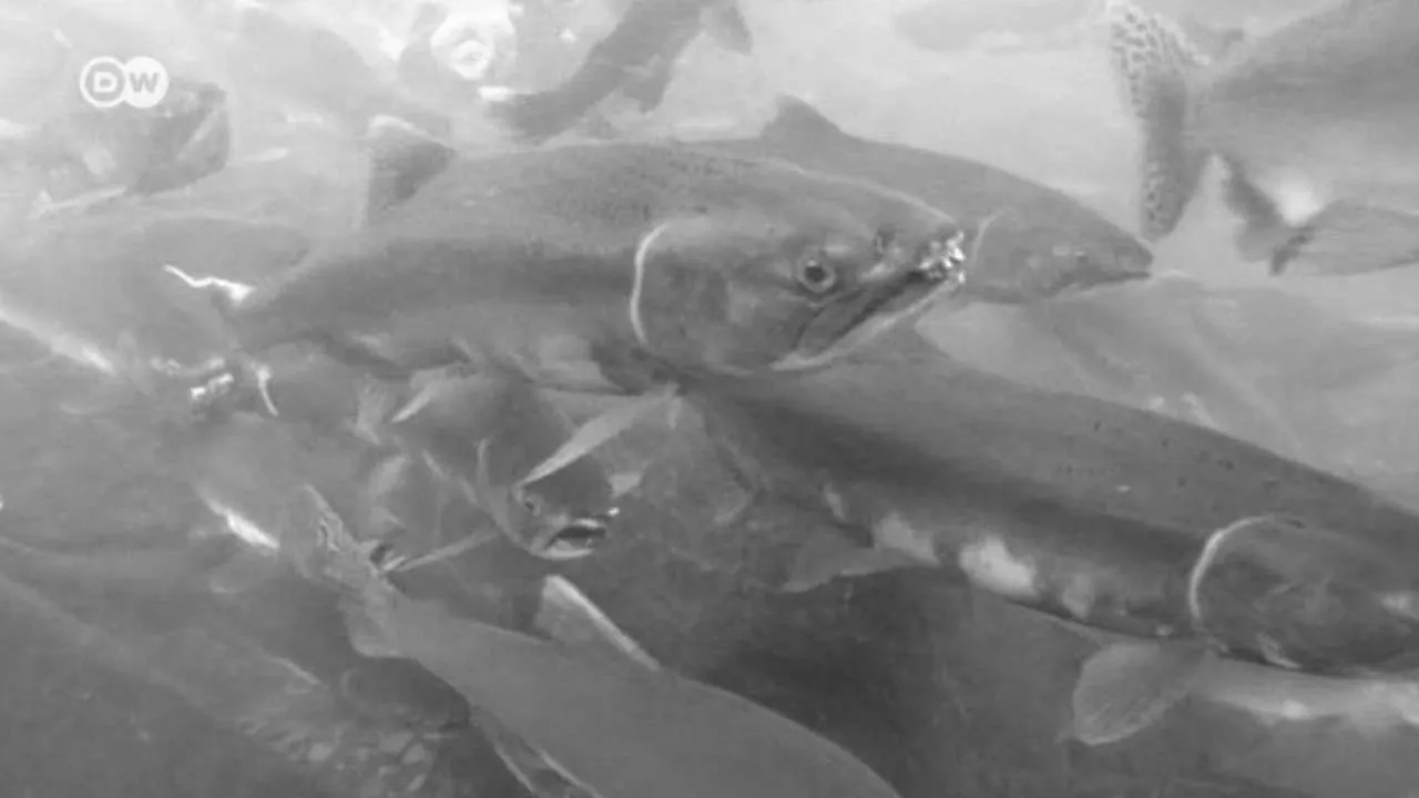 Now You Know: Why Do Fish Swim Against The Current? (2018)