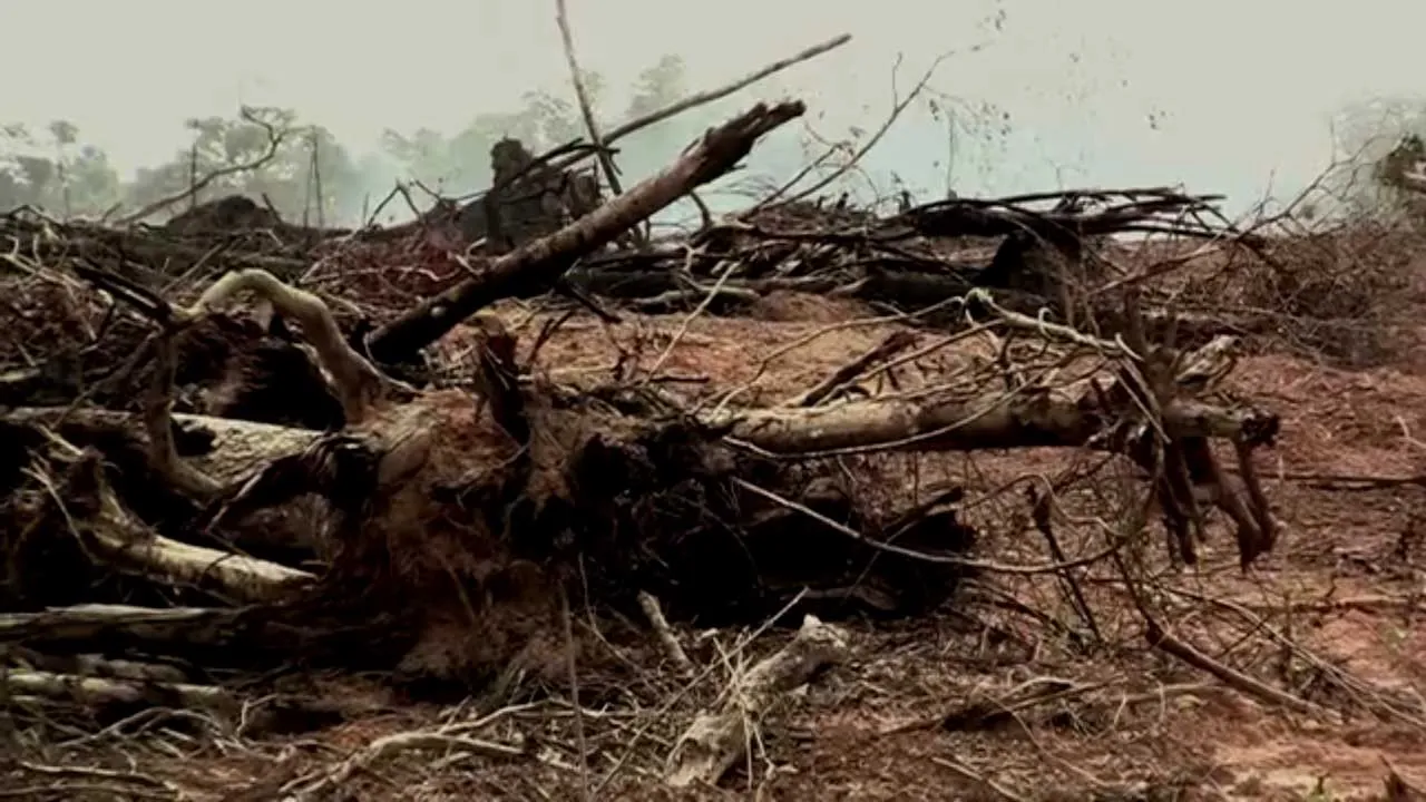Illegal Loggers